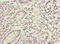 Bifunctional Apoptosis Regulator antibody, orb40184, Biorbyt, Immunohistochemistry paraffin image 