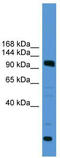 Ubiquitin carboxyl-terminal hydrolase 15 antibody, TA342568, Origene, Western Blot image 