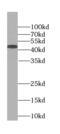 TAR DNA Binding Protein antibody, FNab08573, FineTest, Western Blot image 