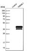 Triggering Receptor Expressed On Myeloid Cells Like 1 antibody, HPA016700, Atlas Antibodies, Western Blot image 