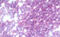 Holocytochrome C Synthase antibody, MBS248181, MyBioSource, Immunohistochemistry frozen image 