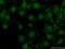 ArfGAP With Coiled-Coil, Ankyrin Repeat And PH Domains 3 antibody, 17570-1-AP, Proteintech Group, Immunofluorescence image 