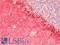 Coiled-Coil Domain Containing 141 antibody, LS-B9522, Lifespan Biosciences, Immunohistochemistry frozen image 