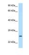 Carbonyl Reductase 4 antibody, orb326364, Biorbyt, Western Blot image 