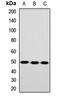 TEA Domain Transcription Factor 3 antibody, orb412612, Biorbyt, Western Blot image 