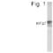 Frizzled Class Receptor 7 antibody, PA1-4137, Invitrogen Antibodies, Western Blot image 