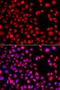 Ubiquitin Conjugating Enzyme E2 R2 antibody, orb247932, Biorbyt, Immunofluorescence image 