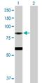Eosinophil peroxidase antibody, H00008288-D01P, Novus Biologicals, Western Blot image 