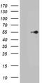 Pancreas Associated Transcription Factor 1a antibody, TA810945S, Origene, Western Blot image 