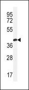 Claudin 16 antibody, PA5-23939, Invitrogen Antibodies, Western Blot image 