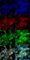 Methylglyoxal  antibody, SMC-516D-A565, StressMarq, Immunocytochemistry image 