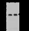 Chromosome 9 Open Reading Frame 78 antibody, 204275-T42, Sino Biological, Western Blot image 