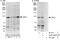 Origin Recognition Complex Subunit 1 antibody, A301-892A, Bethyl Labs, Immunoprecipitation image 