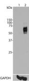 Fos Proto-Oncogene, AP-1 Transcription Factor Subunit antibody, GTX60996, GeneTex, Western Blot image 