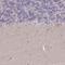 Mitochondrial Ribosomal Protein S18B antibody, NBP2-48958, Novus Biologicals, Immunohistochemistry frozen image 