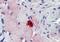 Mast cell protease 4 antibody, orb20160, Biorbyt, Immunohistochemistry paraffin image 