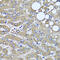 Hyaluronidase-1 antibody, abx006372, Abbexa, Western Blot image 