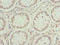 Jagunal Homolog 1 antibody, orb34611, Biorbyt, Immunohistochemistry paraffin image 