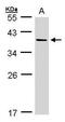 Aldo-Keto Reductase Family 7 Member A3 antibody, PA5-28482, Invitrogen Antibodies, Western Blot image 