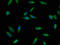 Regulator of G-protein signaling 4 antibody, A63330-100, Epigentek, Immunofluorescence image 