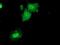 Dual Specificity Phosphatase 23 antibody, NBP2-01507, Novus Biologicals, Immunocytochemistry image 