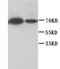 Laminin subunit beta-1 antibody, orb18045, Biorbyt, Western Blot image 