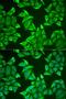 Neuroglobin antibody, LS-C334745, Lifespan Biosciences, Immunofluorescence image 
