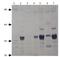 P2A antibody, GTX14616, GeneTex, Western Blot image 