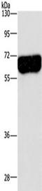 Drp3 antibody, TA321337, Origene, Western Blot image 