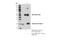 Visinin-like protein 1 antibody, 49468S, Cell Signaling Technology, Immunoprecipitation image 