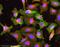 CD44 antibody, ab6124, Abcam, Immunocytochemistry image 