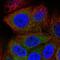 Protein GREB1 antibody, HPA024616, Atlas Antibodies, Immunocytochemistry image 