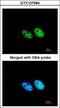 Squamous cell carcinoma antigen recognized by T-cells 3 antibody, GTX107684, GeneTex, Immunocytochemistry image 