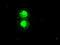 Inhibitor Of DNA Binding 2 antibody, TA500199, Origene, Immunofluorescence image 