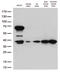 POU Class 5 Homeobox 1 antibody, M00174-1, Boster Biological Technology, Western Blot image 