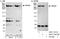 Transformation/Transcription Domain Associated Protein antibody, A301-132A, Bethyl Labs, Immunoprecipitation image 