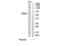 Melanoma inhibitory activity protein 2 antibody, TA316029, Origene, Western Blot image 