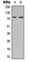 Cell division cycle protein 16 homolog antibody, LS-C354590, Lifespan Biosciences, Western Blot image 