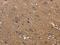 Proto-oncogene c-Rel antibody, CSB-PA038229, Cusabio, Immunohistochemistry frozen image 