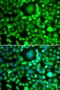 BH3-Like Motif Containing, Cell Death Inducer antibody, orb373593, Biorbyt, Immunofluorescence image 