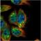 SH2B adapter protein 1 antibody, NBP2-43830, Novus Biologicals, Immunofluorescence image 