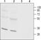 ORAI Calcium Release-Activated Calcium Modulator 3 antibody, PA5-77332, Invitrogen Antibodies, Western Blot image 