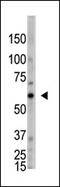 2'-5'-Oligoadenylate Synthetase Like antibody, AP13204PU-N, Origene, Western Blot image 