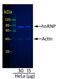 IgG-heavy and light chain antibody, A120-201D8, Bethyl Labs, Western Blot image 