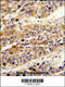Leucine Rich Alpha-2-Glycoprotein 1 antibody, 62-414, ProSci, Immunohistochemistry paraffin image 