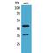 Angiopoietin-related protein 4 antibody, LS-C386937, Lifespan Biosciences, Western Blot image 