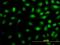Mediator Complex Subunit 16 antibody, H00010025-M03, Novus Biologicals, Immunofluorescence image 