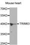 Tripartite Motif Containing 63 antibody, MBS127537, MyBioSource, Western Blot image 