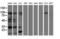 DNA excision repair protein ERCC-1 antibody, M00388-2, Boster Biological Technology, Western Blot image 