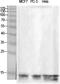 H2B Histone Family Member S antibody, A12594, Boster Biological Technology, Western Blot image 